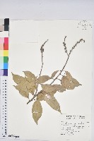 藏品(菱果石櫟)的圖片
