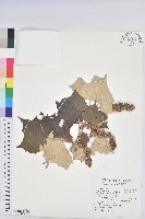 藏品(台灣白匏子)的圖片