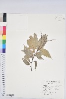 藏品(臺灣苦櫧)的圖片