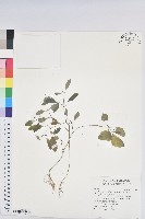 藏品(禾葉大戟)的圖片