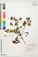 藏品(繡球繡線菊)的圖片