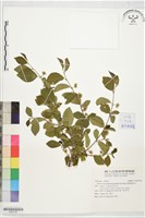 藏品(菱葉捕魚木)的圖片