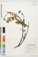 藏品(褐毛柳、阿里山柳)的圖片