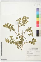 藏品(圓葉金午時花、爪哇金午時花、爪哇黃花稔)的圖片