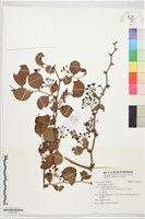 藏品(菝契)的圖片