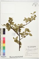 藏品(菱葉捕魚木)的圖片
