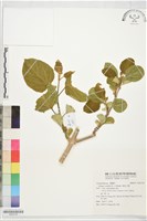 藏品(華他卡藤)的圖片