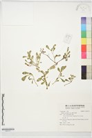 藏品(鵝不食草)的圖片