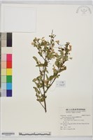 藏品(臺灣野茉莉)的圖片