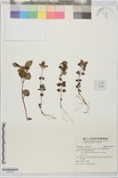 藏品(臺灣珍珠菜)的圖片