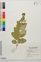 藏品(牛皮消、白薇)的圖片