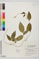 藏品(山珠豆)的圖片