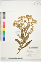 藏品(艾納香)的圖片