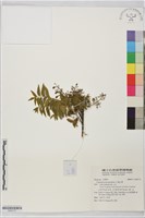 藏品(過山香)的圖片