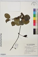 藏品(石月)的圖片