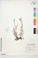 藏品(假秋鼠麴草)的圖片