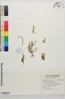 藏品(大瓜槌草)的圖片