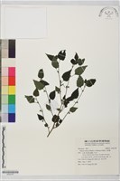 藏品(小蛇麻)的圖片