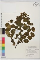 藏品(臺灣野茉莉)的圖片