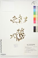 藏品(鵝不食草)的圖片