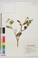 藏品(山芝麻)的圖片