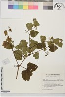 藏品(毛山葡萄)的圖片