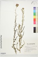 藏品(華薊)的圖片