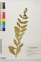 藏品(牛皮消、白薇)的圖片