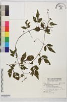 藏品(白蘞)的圖片