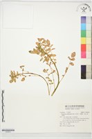 藏品(水芥菜、豆瓣菜、無心菜、水甕菜)的圖片