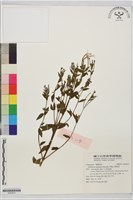 藏品(黑龍江柳葉菜)的圖片