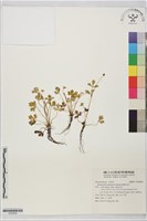 藏品(鹿場毛茛)的圖片
