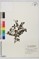 藏品(玉山女貞)的圖片