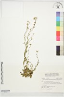 藏品(葉芽筷子芥)的圖片