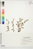 藏品(玉山抱莖籟簫)的圖片