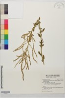 藏品(變葉藜)的圖片