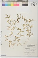 藏品(苕子)的圖片
