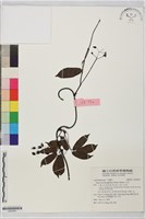 藏品(石月)的圖片