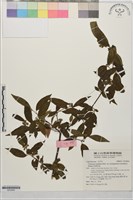 藏品(狹葉莢迷)的圖片