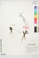 藏品(刀傷草)的圖片