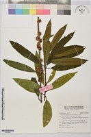 藏品(山羊耳)的圖片