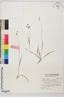 藏品(山間地楊梅)的圖片