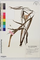 藏品(長行天南星、雷公統)的圖片