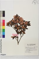 藏品(紅毛杜鵑)的圖片
