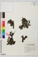 藏品(小葉鼠李)的圖片