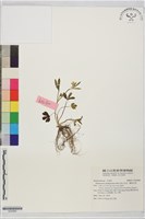 藏品(高山毛茛、檜林毛茛)的圖片