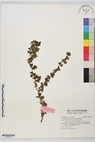 藏品(臺灣茶藨子)的圖片