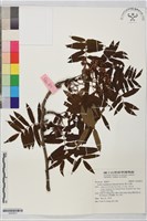 藏品(巒大花楸)的圖片
