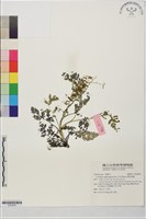 藏品(彎果黃菫)的圖片