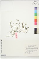 藏品(玉山筷子芥)的圖片